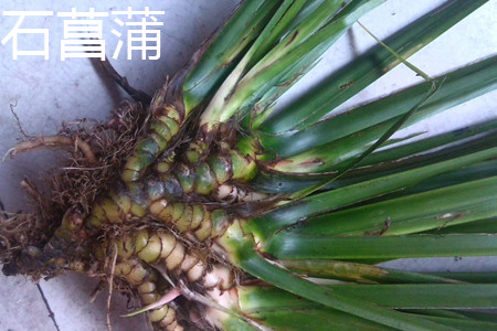 石菖蒲和水菖蒲的区别