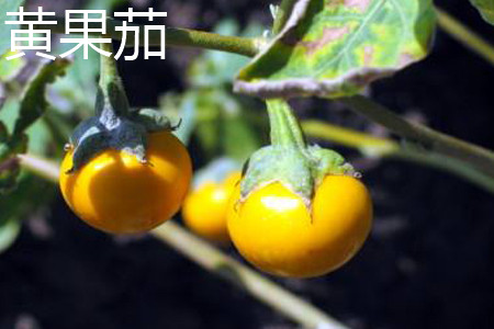 黄果茄