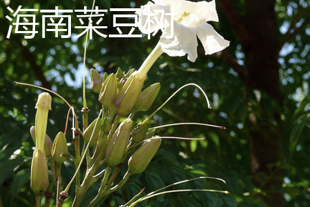 海南菜豆树花朵
