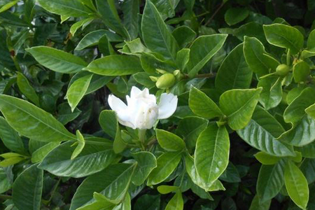 栀子花怎么浇水