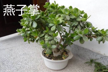 家庭养花 燕子掌和玉树的区别  1,燕子掌:大多数人说它和玉树都有毒性