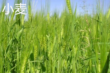 小麦，植株.jpg