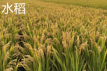 水稻，植株.jpg