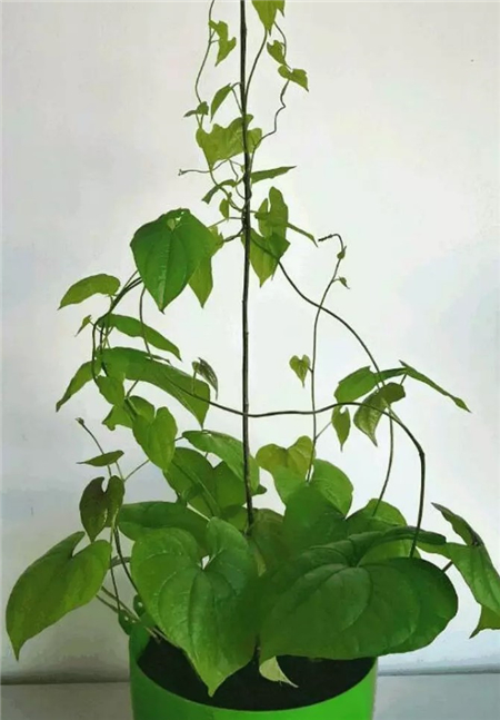 养花知识 养花技巧 一节山药埋盆里,叶子呼呼爬满墙,来年挂满小豆豆!