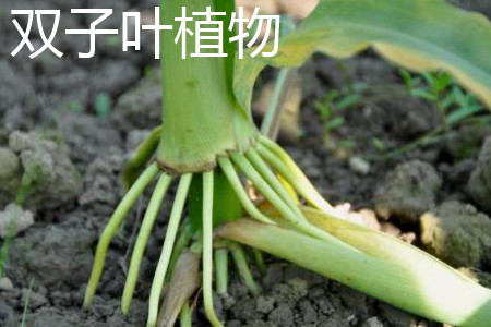 单子叶植物与双子叶植物区别
