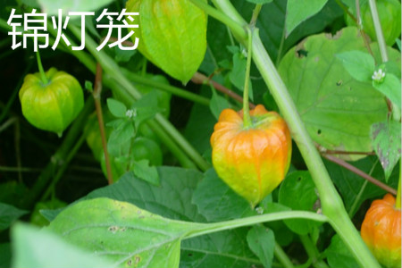 怎么辨别锦灯笼