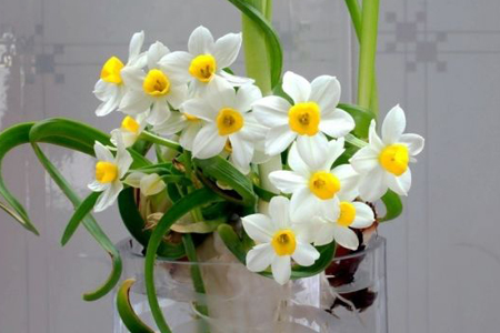 水仙花什么季节开花