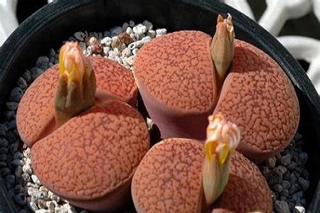 生石花怎么分株