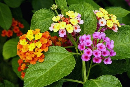 五色梅的花语