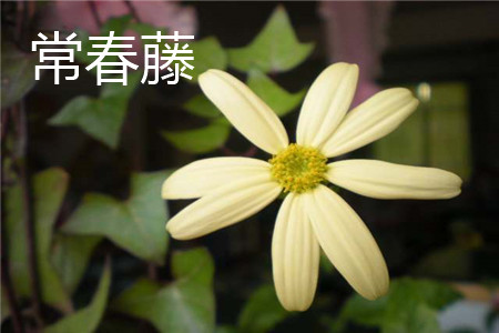 常春藤花朵