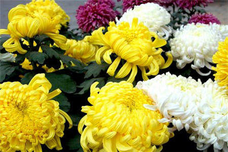 菊花什么时候开