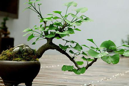 盆景银杏树怎样浇水