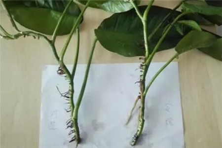 绿萝的繁殖方法怎么剪枝种植图解