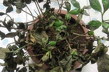 栀子花叶子干枯怎么办,还能救活吗
