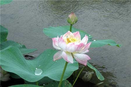 荷花的花语和象征意义风水代表什么