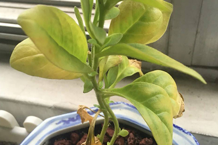 矮牵牛的病虫害防治大全