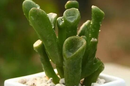 多肉吸财树怎么繁殖