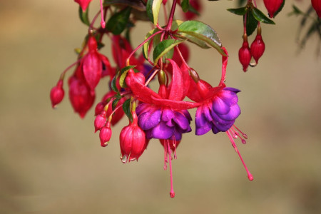 灯笼花怎么养