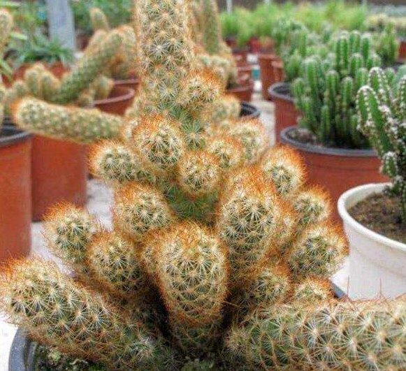 金手指这种盆栽植株可以说是仙人掌科属也可以说是多肉科属,它在长相
