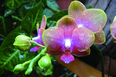 蝴蝶兰什么季节开花
