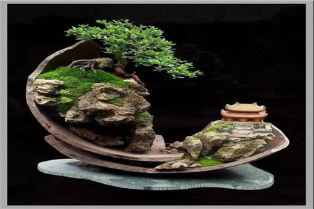 附石盆景,顾名思义,就是把树木和山石结合为一体,有的树大石小,以观