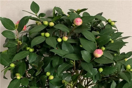 记住这5点茶花疯狂冒花苞开花碗口大