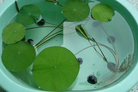 睡莲的种植方法