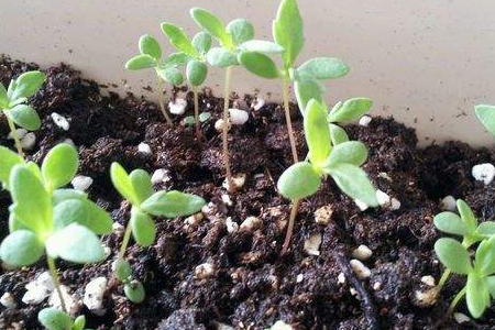 养花技巧 雏菊春天可以播种吗 1,选种:只有选择了比较健康优质的种子