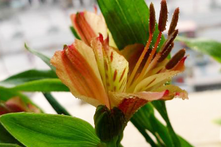 水仙百合的花语花期多长时间