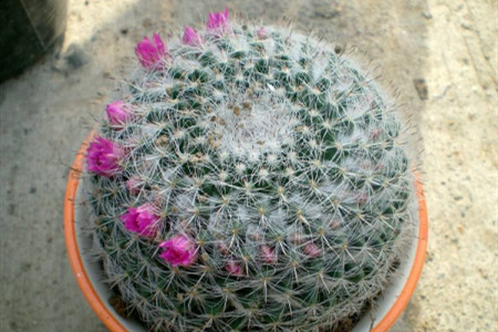 玉翁仙人球怎么养开花
