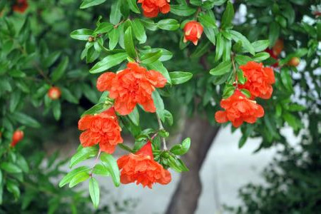 石榴花什么时候开