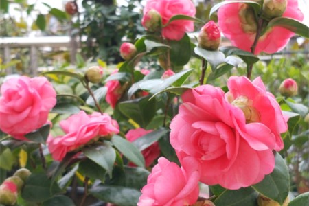 山茶花长什么样