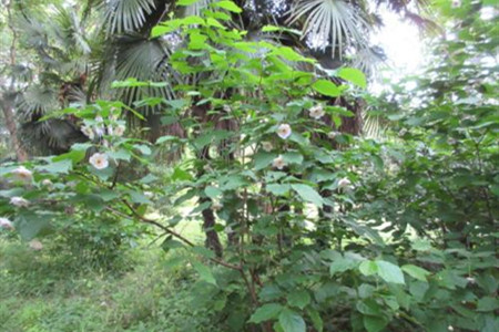 夏腊梅的养殖方法