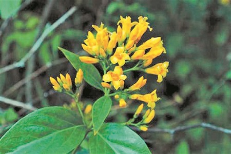断肠草怎么养