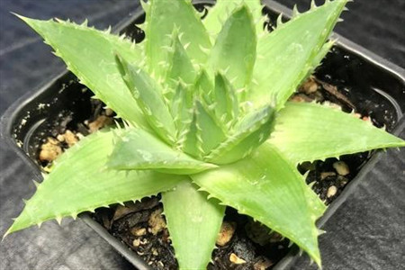 芦荟女王的养殖方法
