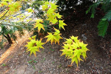 鸡爪槭怎么养