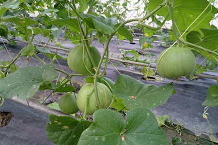 香瓜的养殖方法