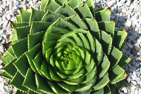 多叶芦荟的养殖方法和注意事项