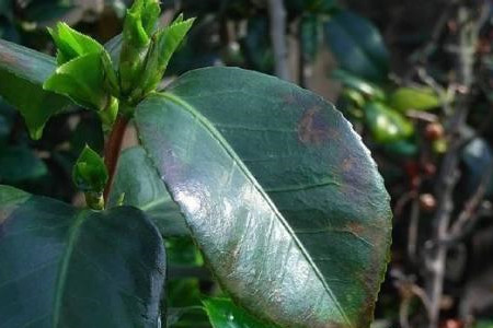 茶花叶子变黑然后落地咋办