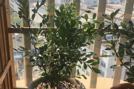 九里香小苗怎么分盆