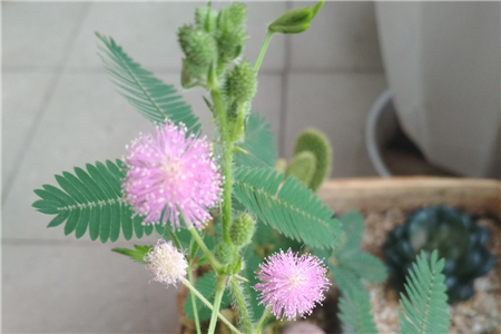 含羞草种植方法,含羞草的作用