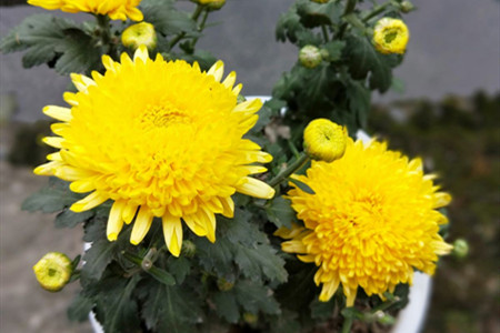 菊花的寓意,菊花代表什么