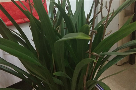 兰花什么季节开花(兰花花期)
