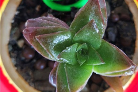 多肉植物怎么养,多肉图片