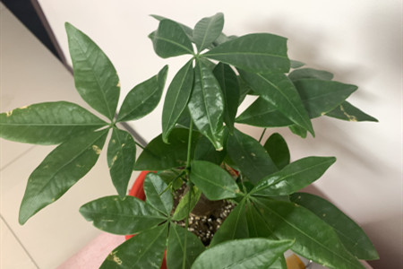 发财树有毒吗能放卧室吗