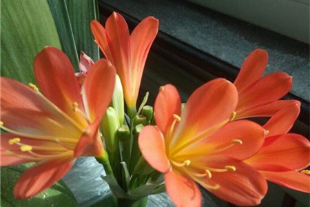 君子兰多久开花,什么时候开花