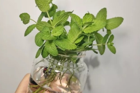 怎么让薄荷生根水培生根后怎么养