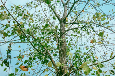 杨树几月开花
