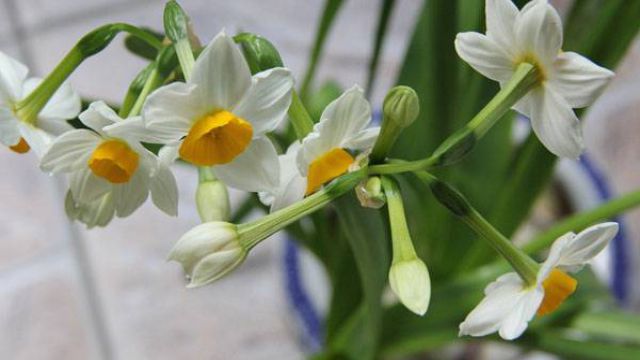 水仙花的虫害防治方法 水仙花的虫害防治方法
