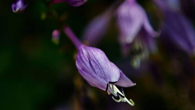 玉簪花的功效与作用 玉簪花的功效与作用